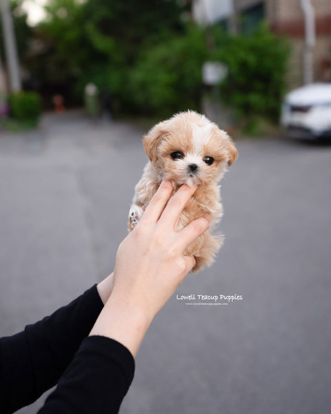 Teacup Maltipoo Female [Lyn]