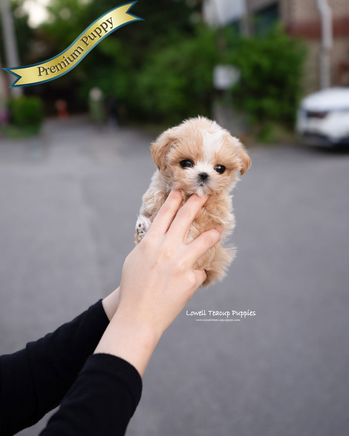 Teacup Maltipoo Female [Lyn]