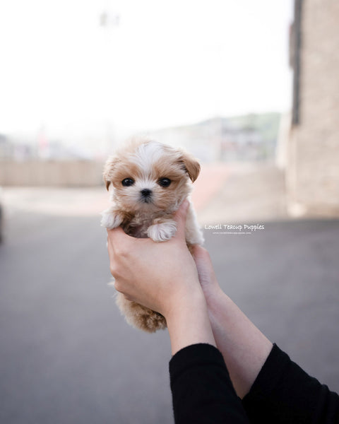 Teacup Maltipoo Female [Lyn]