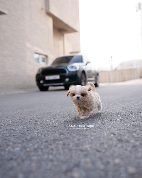 Teacup Maltipoo Female [Lyn]