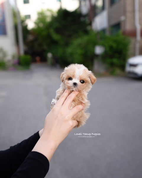Teacup Maltipoo Female [Lyn]