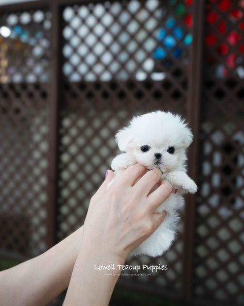 Teacup Maltese Female [Hanna]