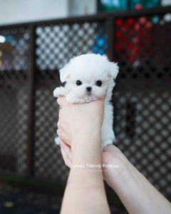 Teacup Maltese Female [Hanna]