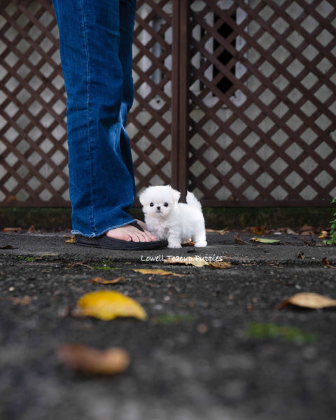 Teacup Maltese Female [Hanna]