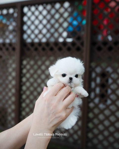 Teacup Maltese Female [Hanna]