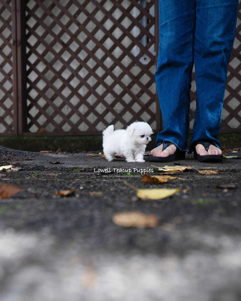 Teacup Maltese Female [Hanna]