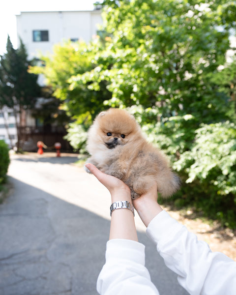 Teacup Pomeranian Male [Theo]