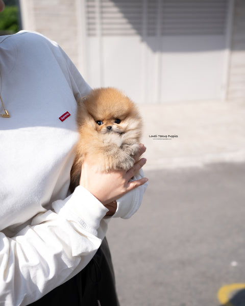 Teacup Pomeranian Male [Theo]