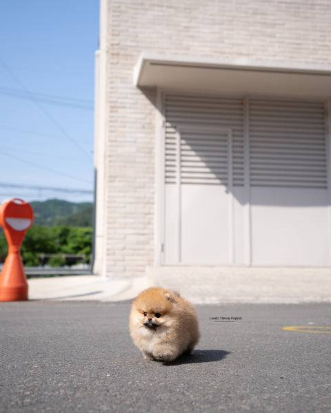 Teacup Pomeranian Male [Theo]