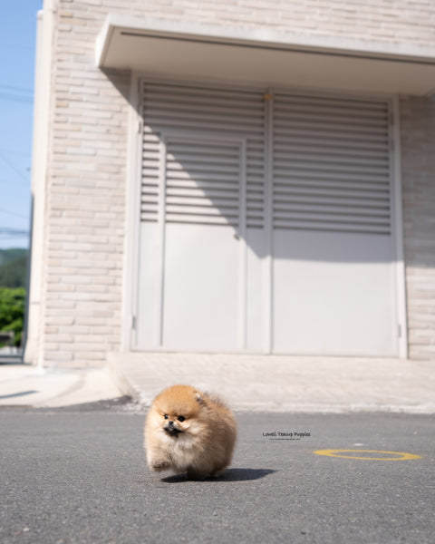 Teacup Pomeranian Male [Theo]