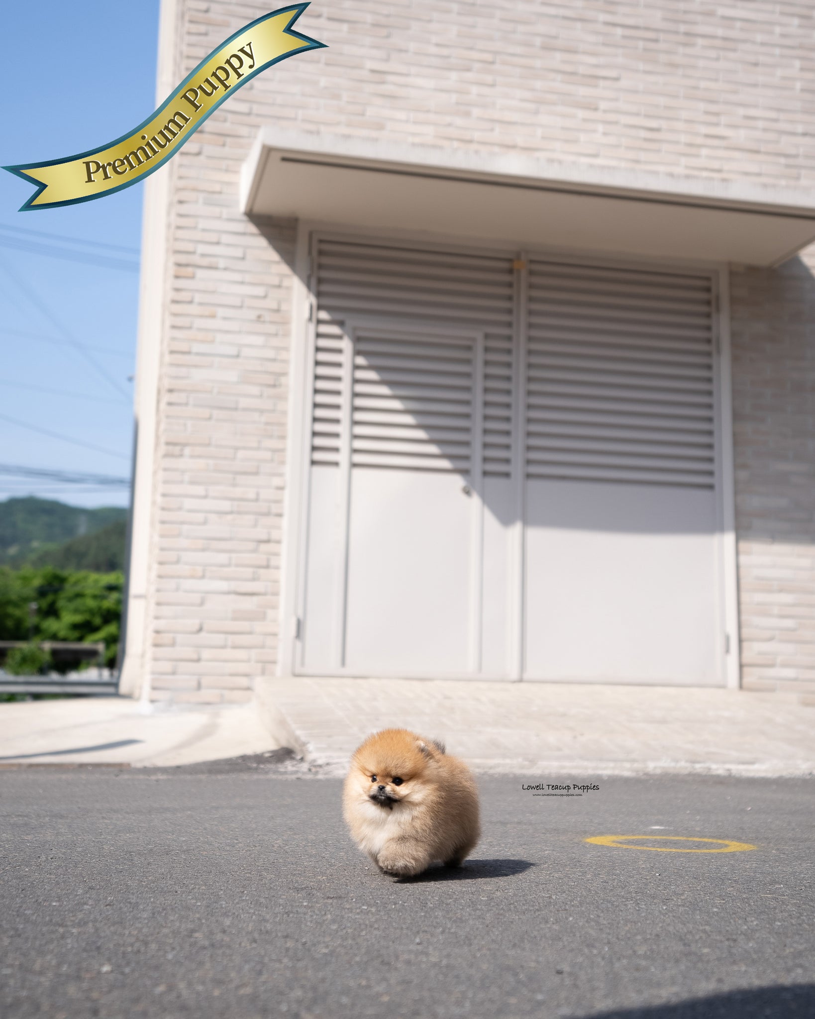 Teacup Pomeranian Male [Theo]