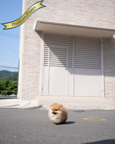 Teacup Pomeranian Male [Theo]