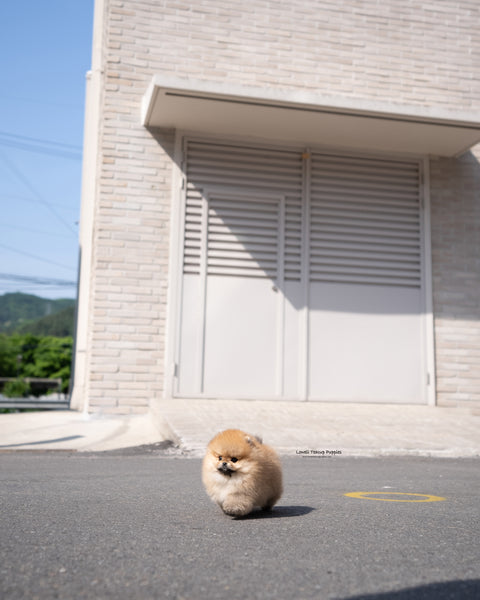 Teacup Pomeranian Male [Theo]