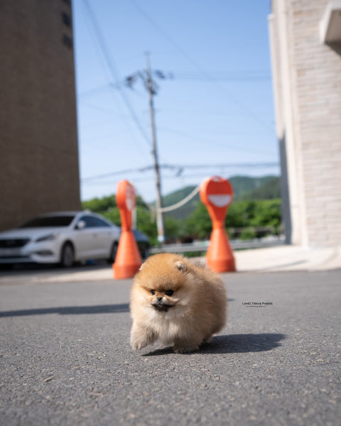 Teacup Pomeranian Male [Theo]