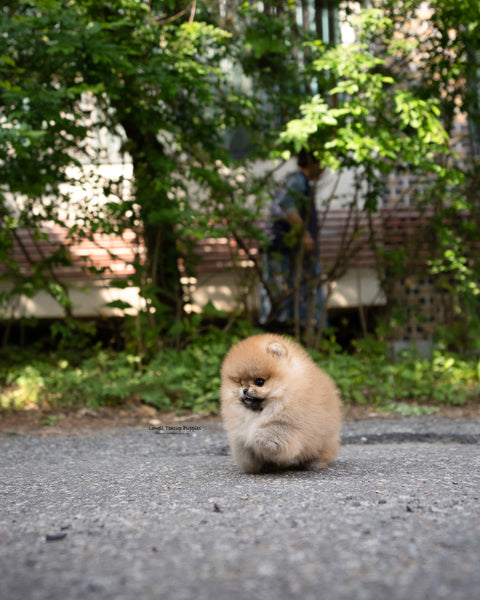 Teacup Pomeranian Male [Theo]