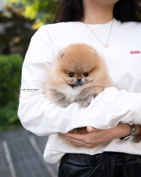 Teacup Pomeranian Male [Theo]