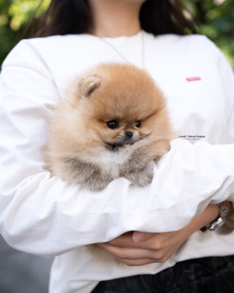 Teacup Pomeranian Male [Theo]