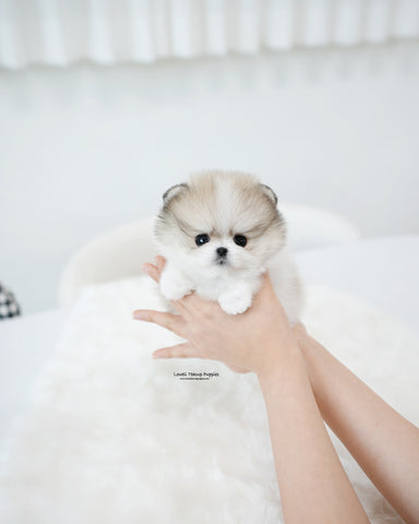 Teacup Pomeranian Female [Flora]
