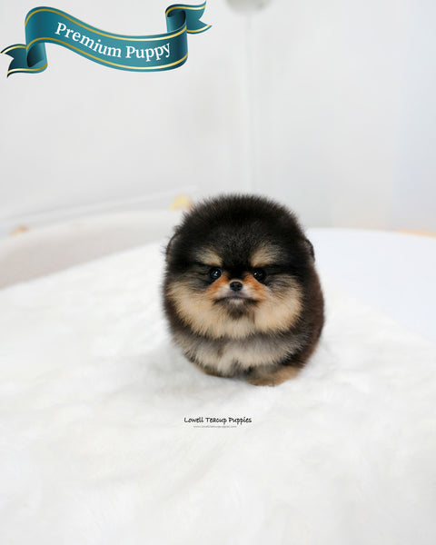 Teacup Pomeranian Male [Dolce]