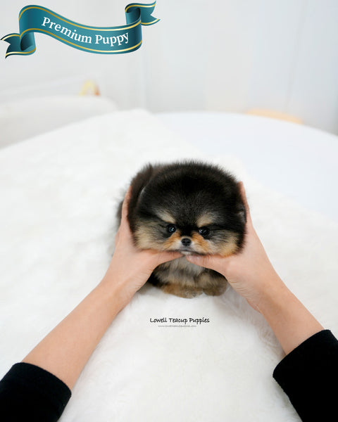 Teacup Pomeranian Male [Dolce]