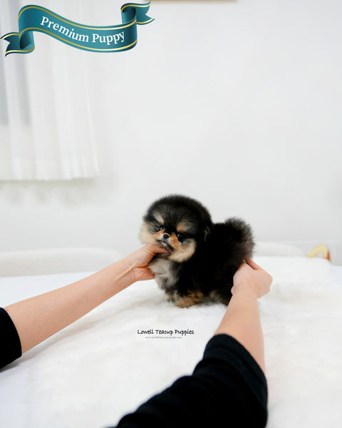 Teacup Pomeranian Male [Dolce]