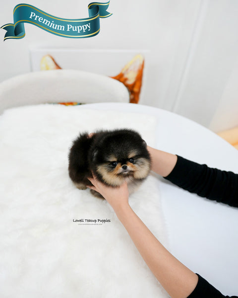 Teacup Pomeranian Male [Dolce]