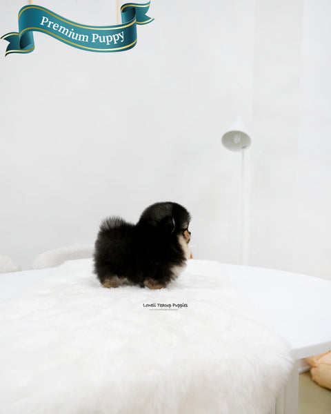 Teacup Pomeranian Male [Dolce]