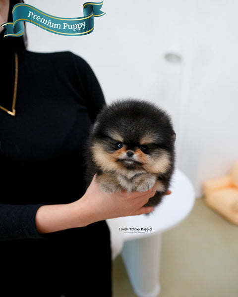 Teacup Pomeranian Male [Dolce]