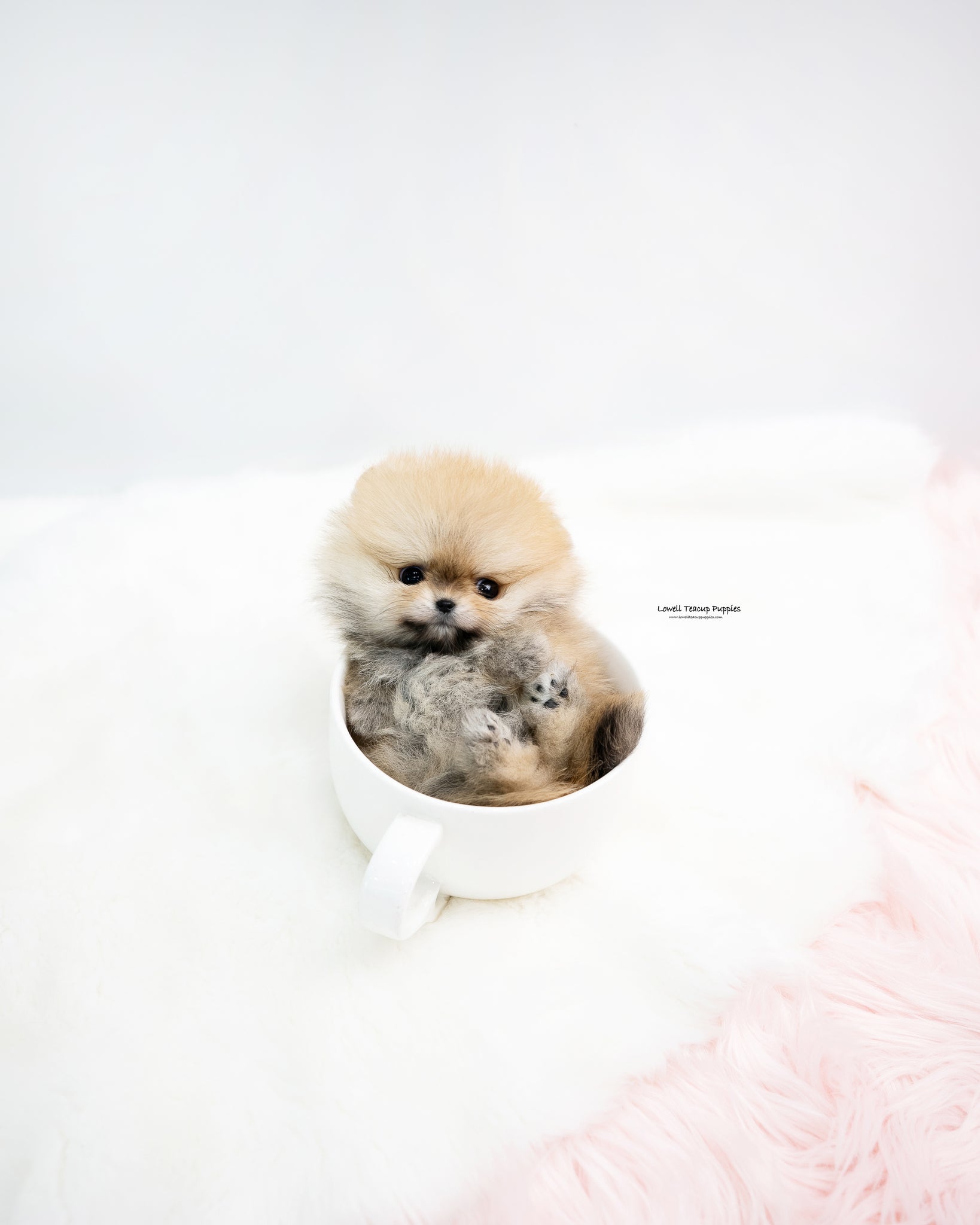 Teacup Pomeranian Female [Phoebe]