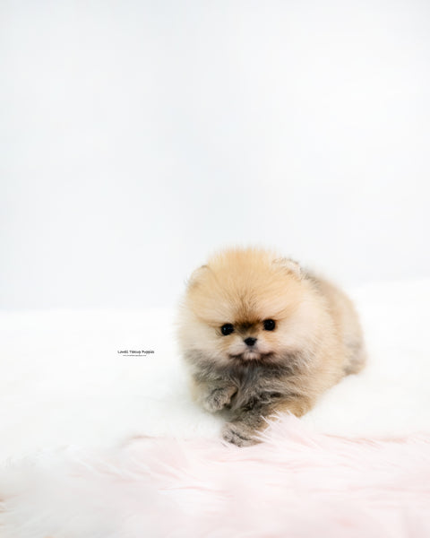 Teacup Pomeranian Female [Phoebe]