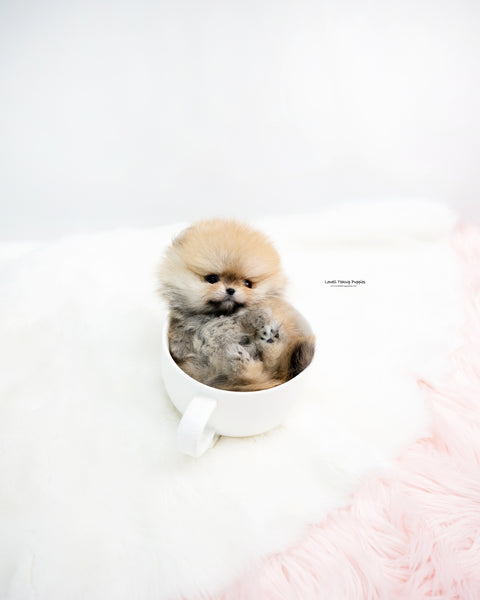 Teacup Pomeranian Female [Phoebe]