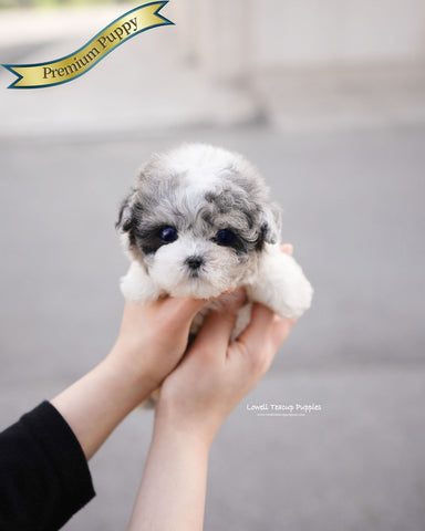 Teacup Poodle Female [Star]