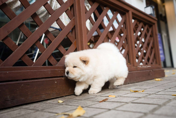 Mini Chow Chow Male [Cow] - Lowell Teacup Puppies inc