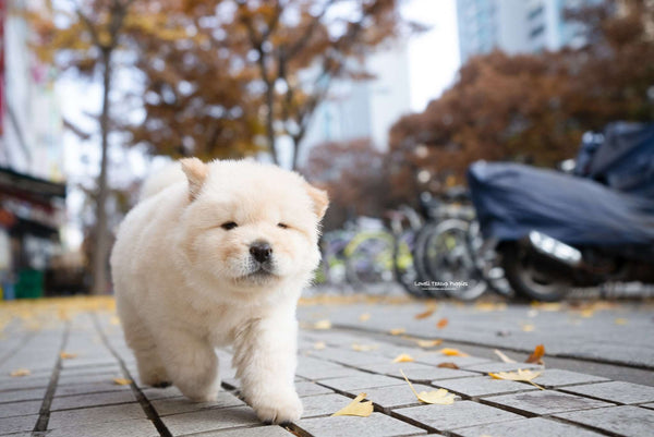 Mini Chow Chow Male [Cow] - Lowell Teacup Puppies inc