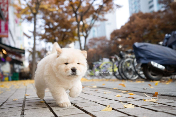 Mini Chow Chow Male [Cow] - Lowell Teacup Puppies inc