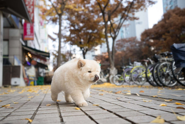 Mini Chow Chow Male [Cow] - Lowell Teacup Puppies inc