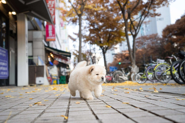 Mini Chow Chow Male [Cow] - Lowell Teacup Puppies inc