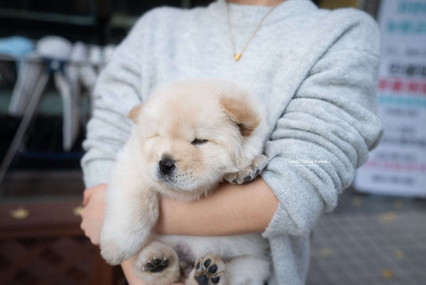 Mini Chow Chow Male [Cow] - Lowell Teacup Puppies inc