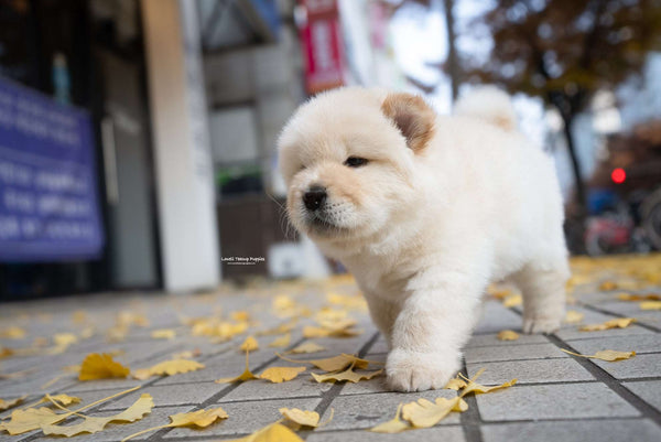 Mini Chow Chow Male [Cow] - Lowell Teacup Puppies inc