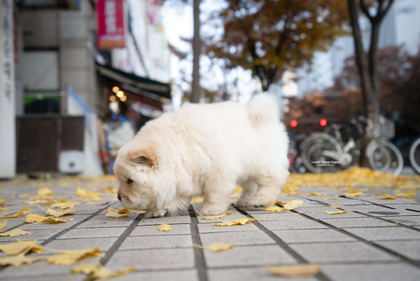 Mini Chow Chow Male [Cow] - Lowell Teacup Puppies inc
