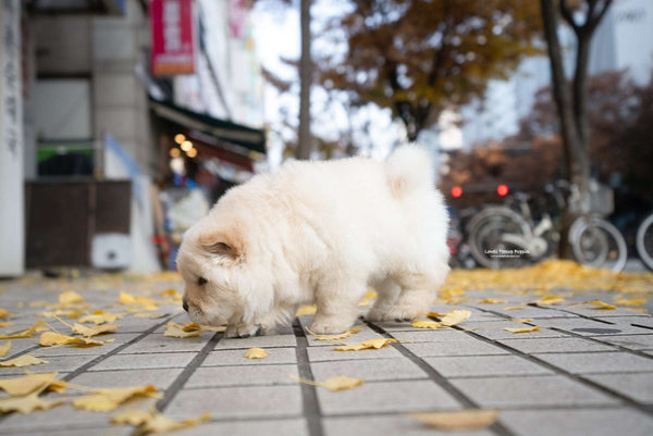 Mini Chow Chow Male [Cow] - Lowell Teacup Puppies inc