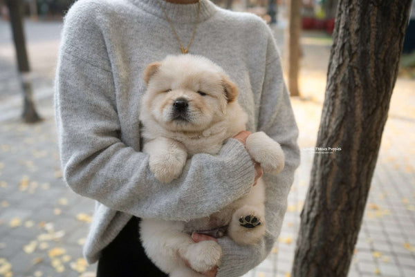 Mini Chow Chow Male [Cow] - Lowell Teacup Puppies inc