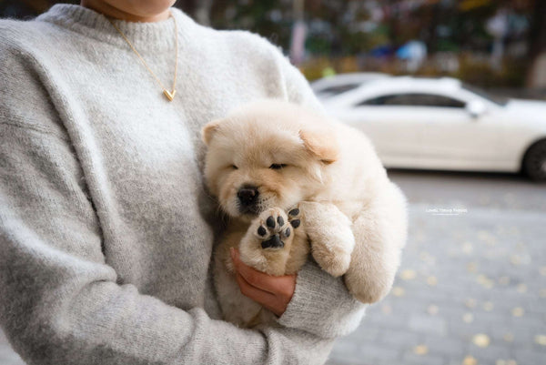 Mini Chow Chow Male [Cow] - Lowell Teacup Puppies inc