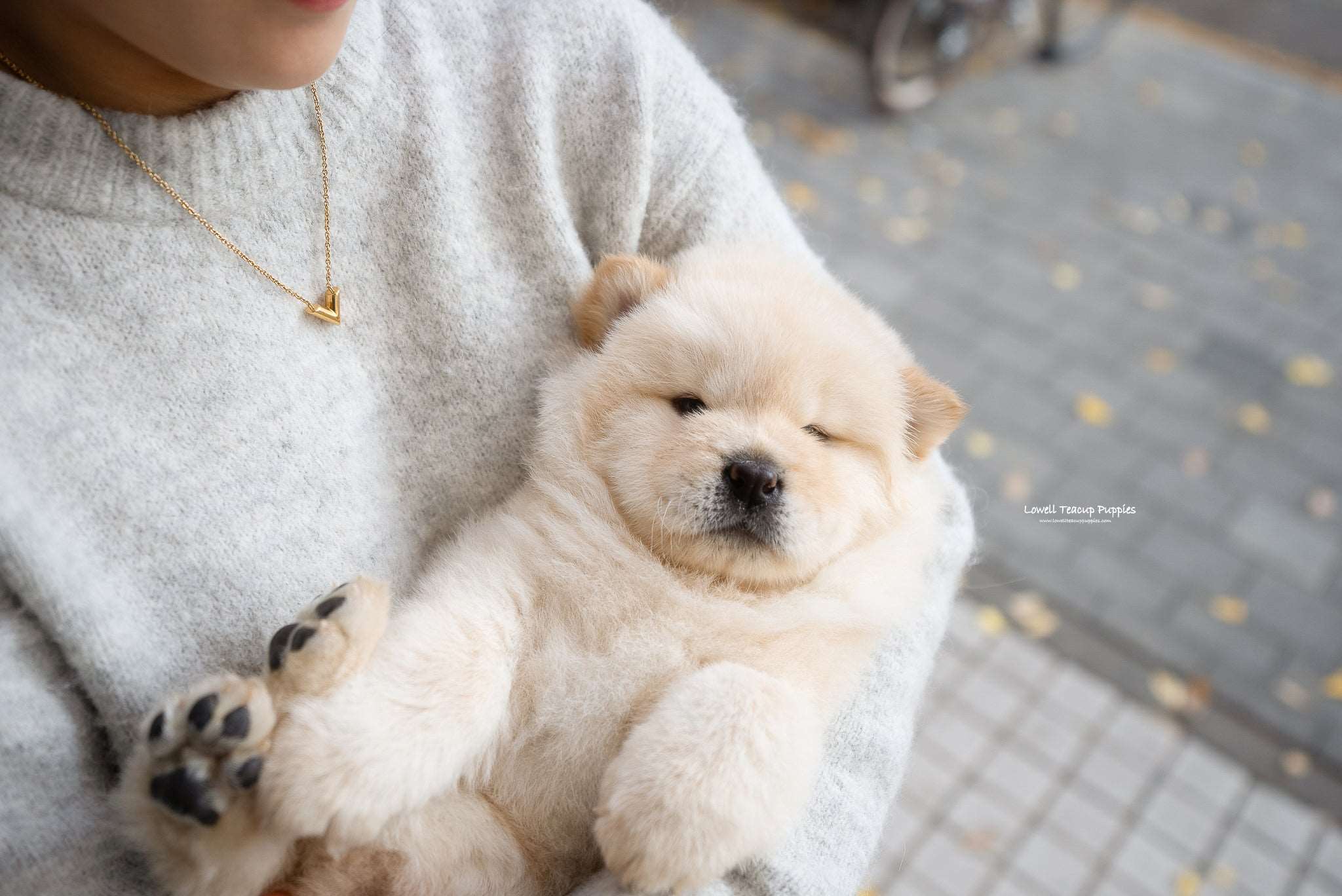 Mini Chow Chow Male [Cow] - Lowell Teacup Puppies inc