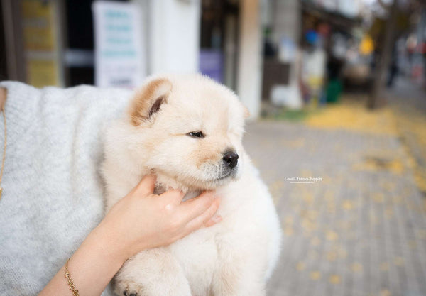 Mini Chow Chow Male [Cow] - Lowell Teacup Puppies inc