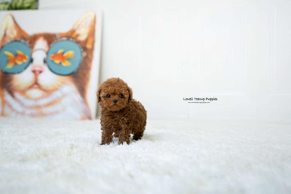 Teacup Poodle Female [Lina] - Lowell Teacup Puppies inc