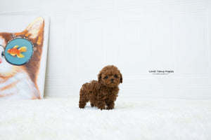 Teacup Poodle Female [Lina] - Lowell Teacup Puppies inc