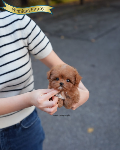 Teacup Maltipoo Female [Versace]