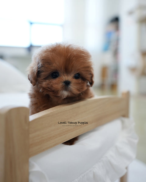 Teacup Maltipoo Male [Rye]