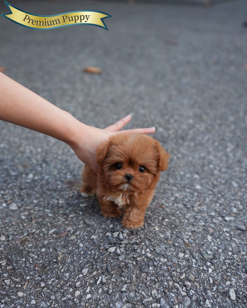 Teacup Maltipoo Female [Versace]